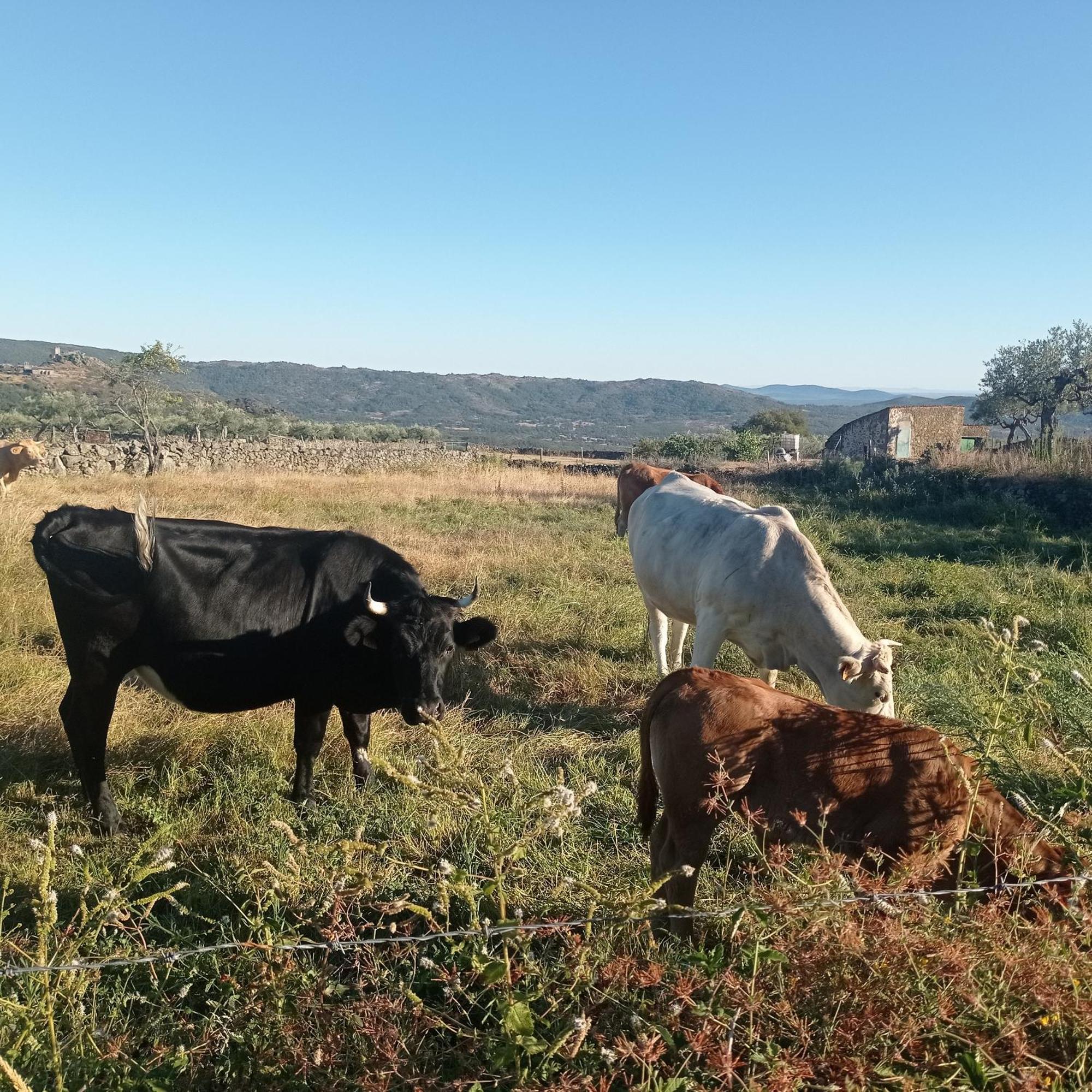 Casa Rural Vinas Perdidas مْبيخار المظهر الخارجي الصورة